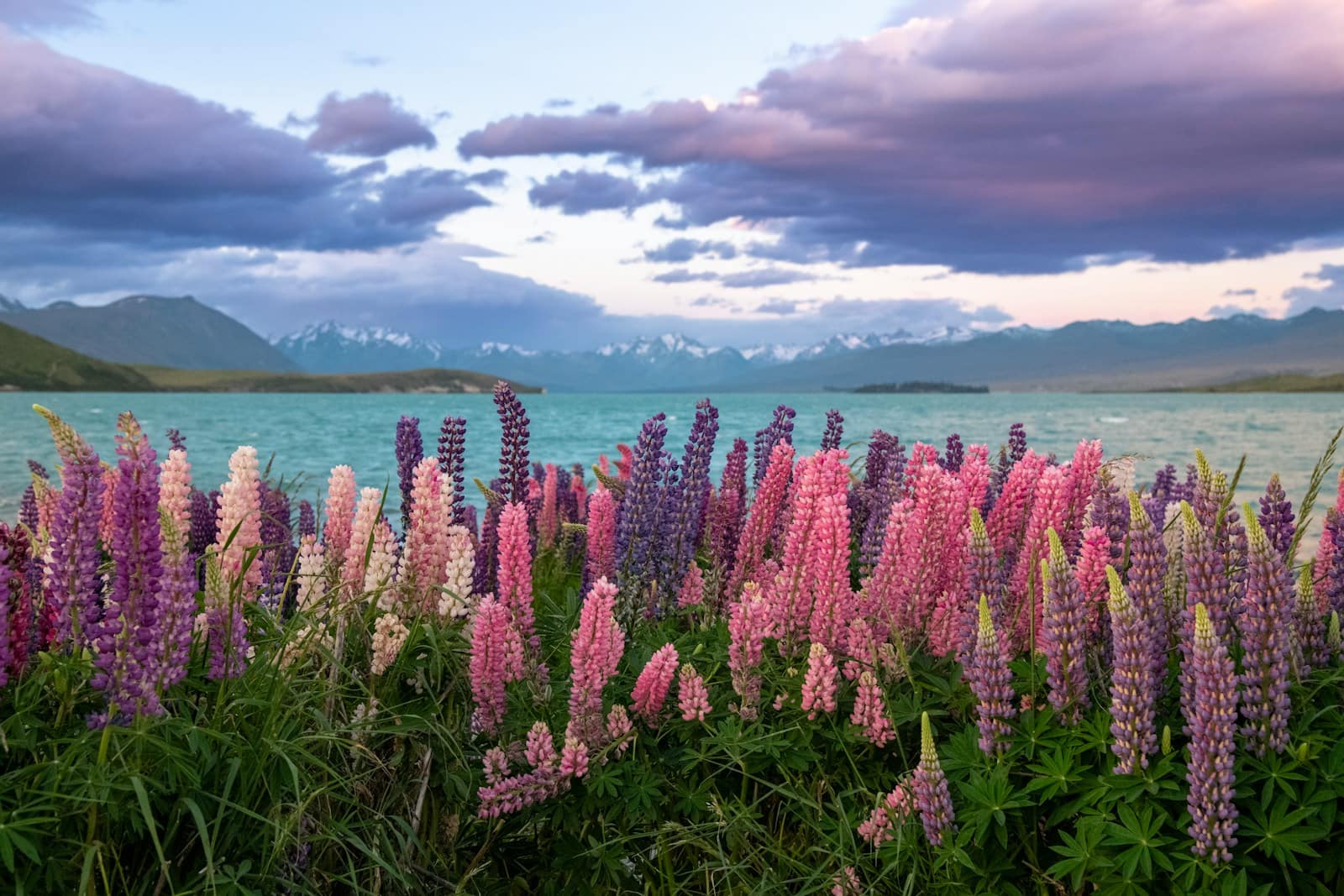 A field of flowers next to a body of water